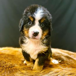 Ada - Black rust and white female Bernese Mountain Dog puppy in Alabama from Dogwood Creek Bernese