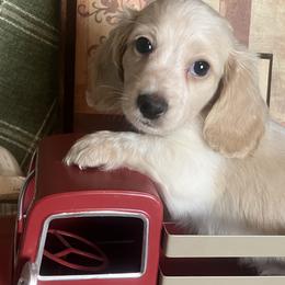 Scooter - Cream male Dachshund puppy in Sharon Springs, New York from Show Us The Way Homestead