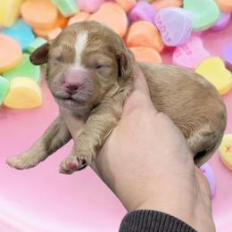 Girl 6 - Apricot female Cavapoo puppy in Coshocton, Ohio from Forever Family Puppies