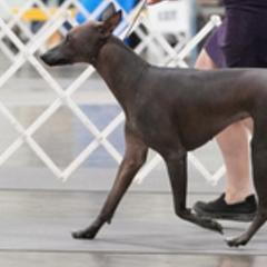 Bella - Xoloitzcuintli