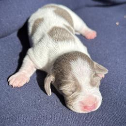 Female 1 - Fawn (isabella) and cream female Dachshund puppy in El Campo, Texas from Creamer Creek Kennel