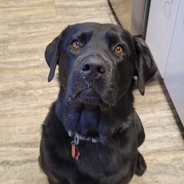 Odin - Dilute Retriever