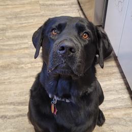 Odin - Dilute Retriever