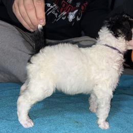 Dalmatian and Poodle Puppies from Exquisite Dalmatians & Standard Poodles