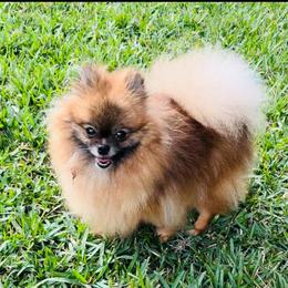 Princess - Pomeranian