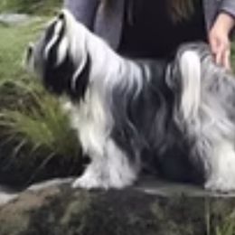 Matilda - Tibetan Terrier