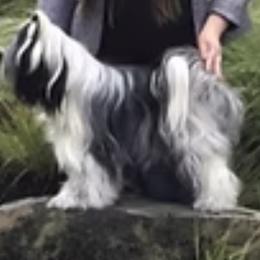 Matilda - Tibetan Terrier
