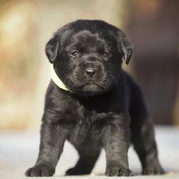 Ginger - Black female Labrador Retriever puppy in Ridgecrest, California from Black Mountain Service Dogs