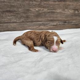 Dill-yellow - Apricot male Goldendoodle puppy in South Jordan, Utah from Lucky Doodle Pups