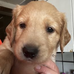 Brown - Golden male Golden Retriever puppy in Stratton, Colorado from Anam Cara Retrievers
