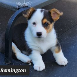American Corgi Puppies from Wigglebutts American Corgis