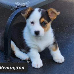 American Corgi Puppies from Wigglebutts American Corgis