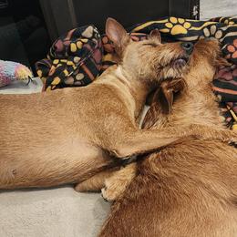 Irish Terriers from Jackman's Puppies