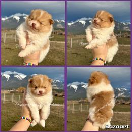 AKC Rumi - Cream sable parti female Pomeranian puppy in Saint Ignatius, Montana from Pomeranians Montana
