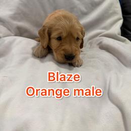 Boy 4 - Golden male Golden Retriever puppy in Salt Lake City, Utah from Soaring golden retrievers