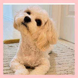 Cavachon Puppies from Designer Mountain Mutts