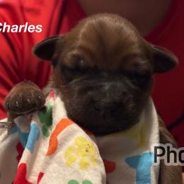 Charles - Wheaten male Soft Coated Wheaten Terrier puppy in Gladewater, Texas from Felicias Swheaties