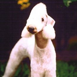 Bedlington Terriers from Lucy Heyman's Bedlington Terriers