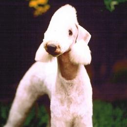 Bedlington Terriers from Lucy Heyman's Bedlington Terriers