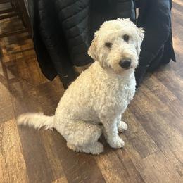 Rosie - Goldendoodle