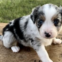 Toy Australian Shepherd Puppies from Kickapoo Creek Toy Aussies