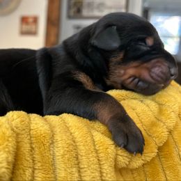 Boy 2 - Black and rust male Doberman Pinscher puppy in Neshkoro, Wisconsin from Sky’s Dobermans