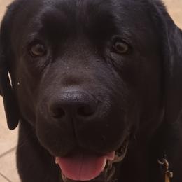 Nollie - Labrador Retriever