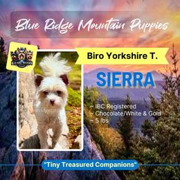 Sierra - Biewer Terrier