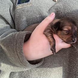 Prague Ratter Puppies from North Star Gem’s Prague Ratters