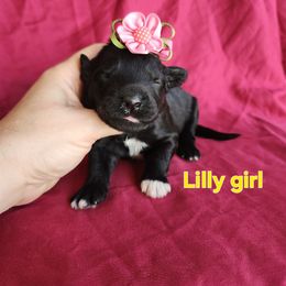 Girl 2 - Black and white female Portuguese Water Dog puppy in Narvon, Pennsylvania from Prized Family Porties