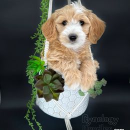 Assorted Doodle Crosses and Goldendoodle Puppies from Cynology Doodles