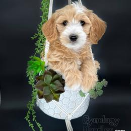 Assorted Doodle Crosses and Goldendoodle Puppies from Cynology Doodles
