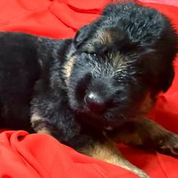FRANK WHITE N - Black and red male German Shepherd puppy in Yorkville, Illinois from Vom Archbold Haus World Class German Shepherds