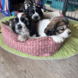 Cocker Spaniel Puppies from Sylvan Acres Spaniels