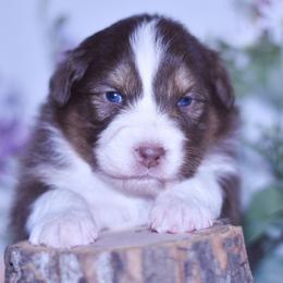 Zegna - Red tri-color female Australian Shepherd puppy in Easton, Missouri from MMA Kennel