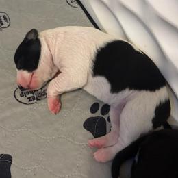Silk - Lilly - White female Whippet puppy in Katy, Texas from Texas Diamond Whippets