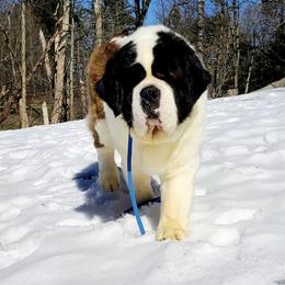 Kodiak - Saint Bernard