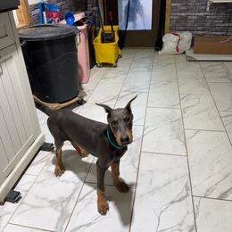Girl 4 - Blue and rust female Doberman Pinscher puppy in Elgin, Texas from New Horizons Kennels