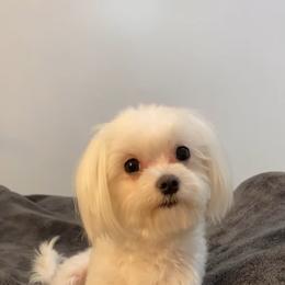 Maltese Puppies from B&O Maltese