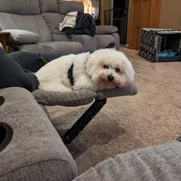 Bichon Frise Puppies from Blooming Bichons