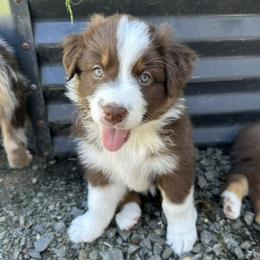 Girl 3 - female Australian Shepherd puppy in Eugene, Oregon from Sadie Blue's Willamette Valley Aussies