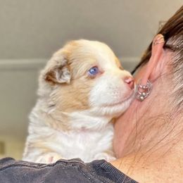 Tiramisu - Red merle female Australian Shepherd puppy in Williston, Florida from Over The Rainbow Aussies