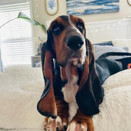 Basset Hound puppies from Bear Foot Bassets Of West Virginia
