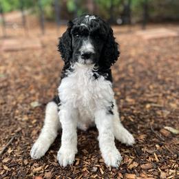 Finn - Parti male Poodle puppy in Harpers Ferry, West Virginia from Oso Perfect Poodles and Doodles