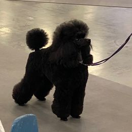 Poodle Puppies from Kalein Miniature Poodles