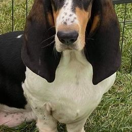 Basset Hounds from Renaissance Bassets