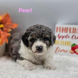 Pearl - Blue merle female Bernedoodle puppy in Summerville, South Carolina from Channys Doodles