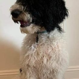 French Bulldogs and Goldendoodles from J&M Pawesome Puppies