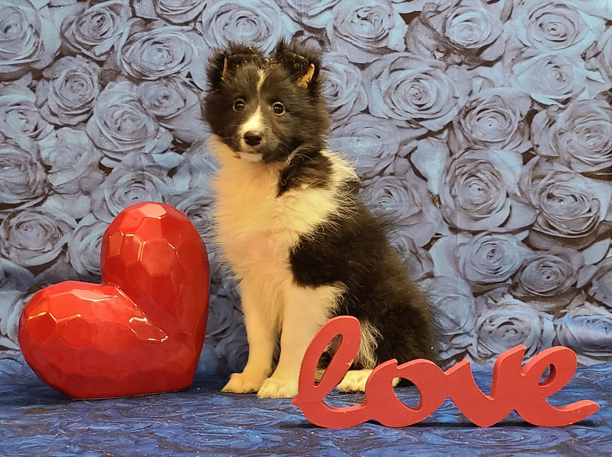 Shetland Sheepdog Puppies from Henotic Homestead's Shetland Sheepdogs