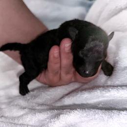 Taro - Silver male Poodle puppy in Marsing, Idaho from Araceli Toy Poodles